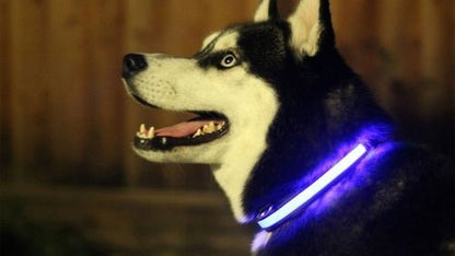 LED Light Up Dog Collar - PetEase